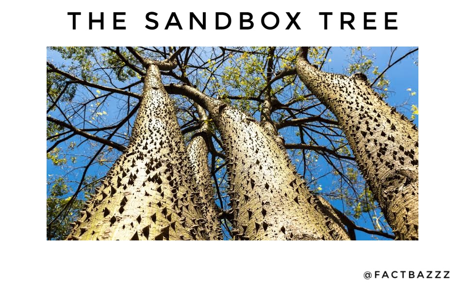 The Most Dangerous Trees In The World
