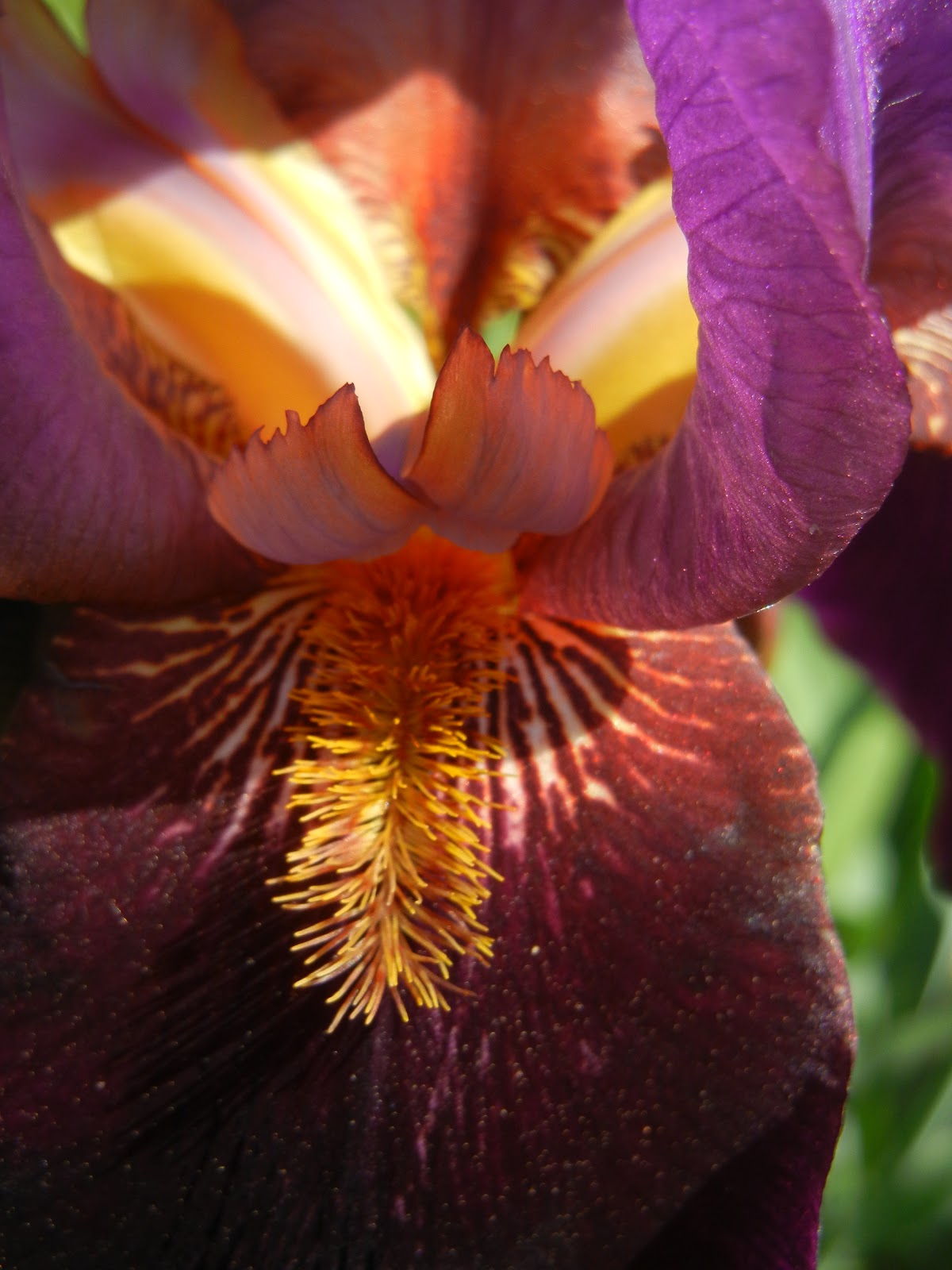 Quilts, Gravestones, and Elusive Ancestors Heirloom Irises