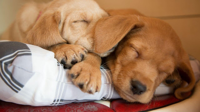 Sleep Time of Puppies