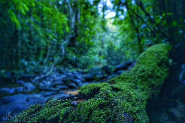 ලෝකෙටම එකයි - මාකන්දාව රක්ෂිතය ☘️⛰🍃🌱 (Makandawa) - Your Choice Way