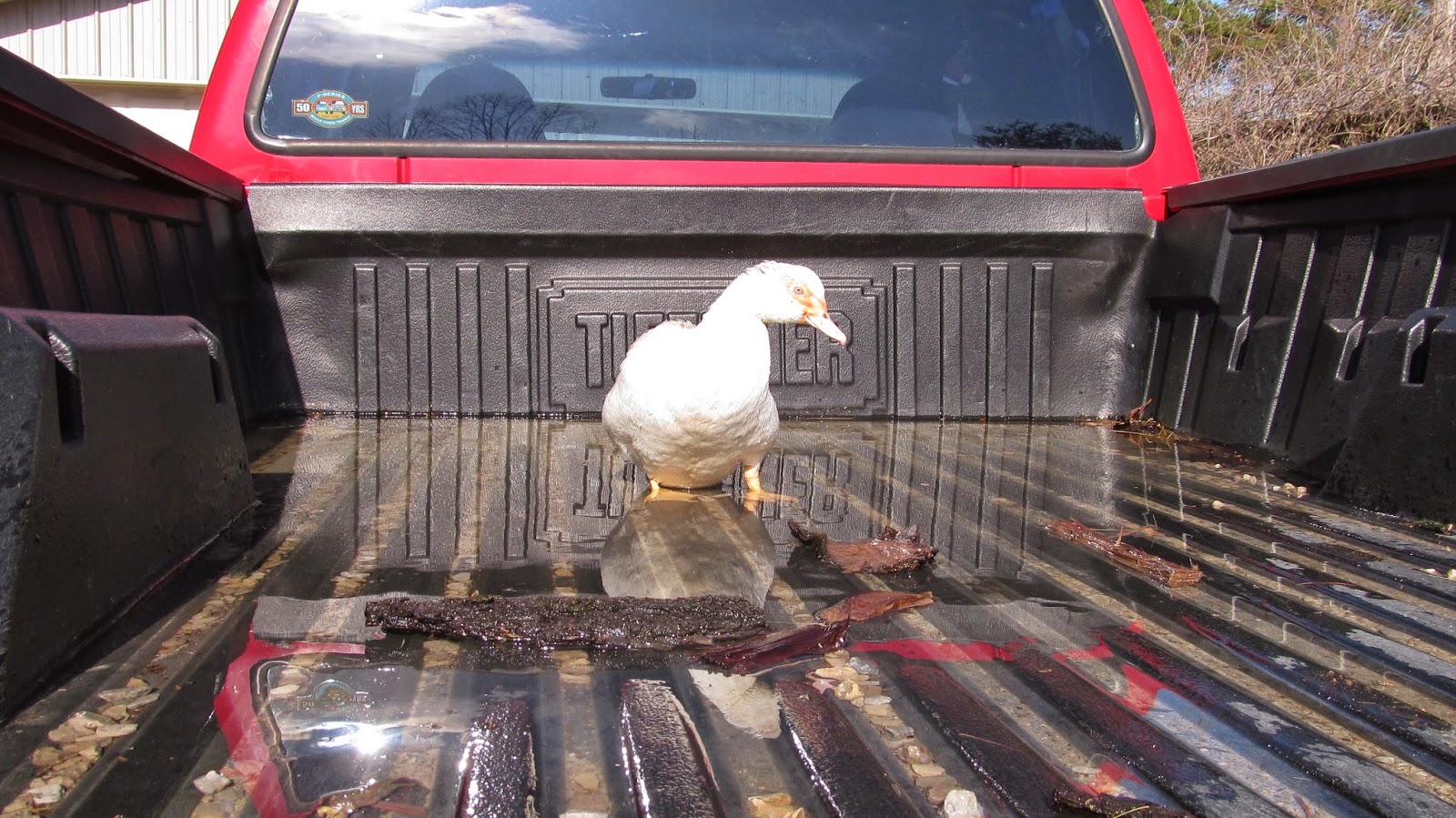 Ohiofarmgirl's Adventures In The Good Land Duck in a truck.