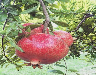 معنى حلم الرمان,تفسير اكل حب الرمان في المنام معنى حلم الرمان,تفسير اكل حب الرمان في المنام