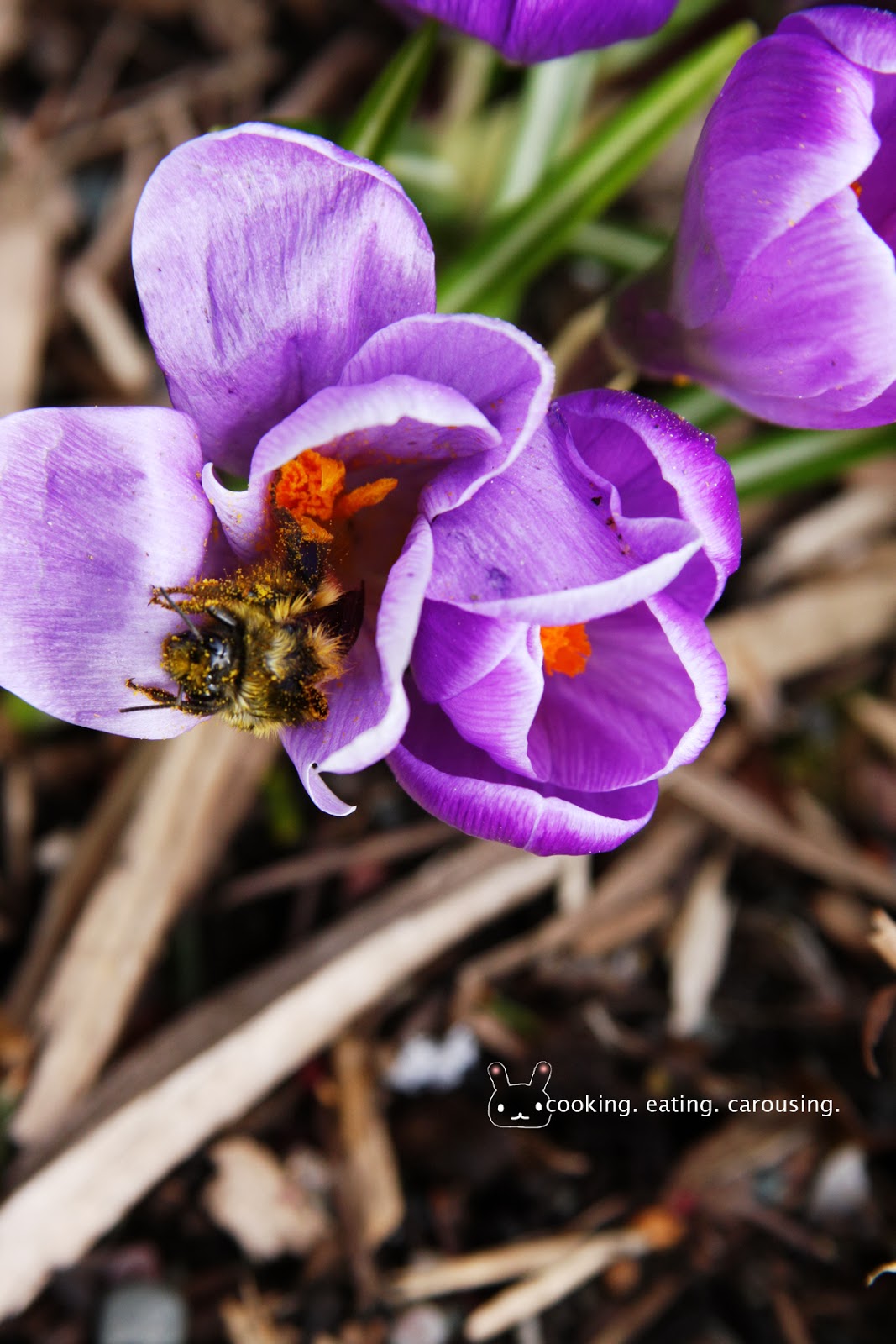 Cooking Eating Carousing Spring Flowers cooking-eating-carousing-spring-flowers
