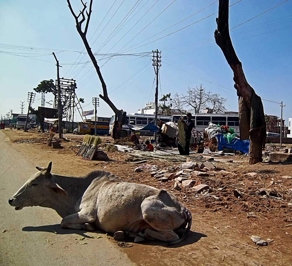 Stock Pictures Stray Cattle In India stock-pictures-stray-cattle-in-india