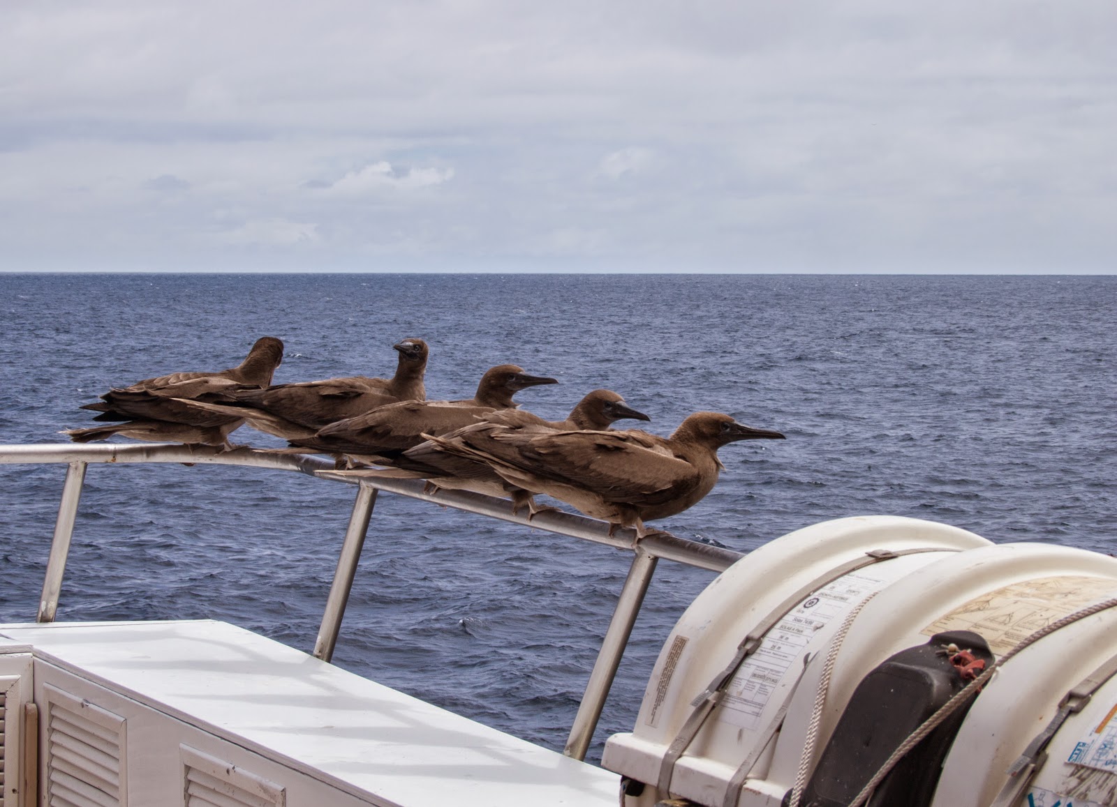 Birds on deck