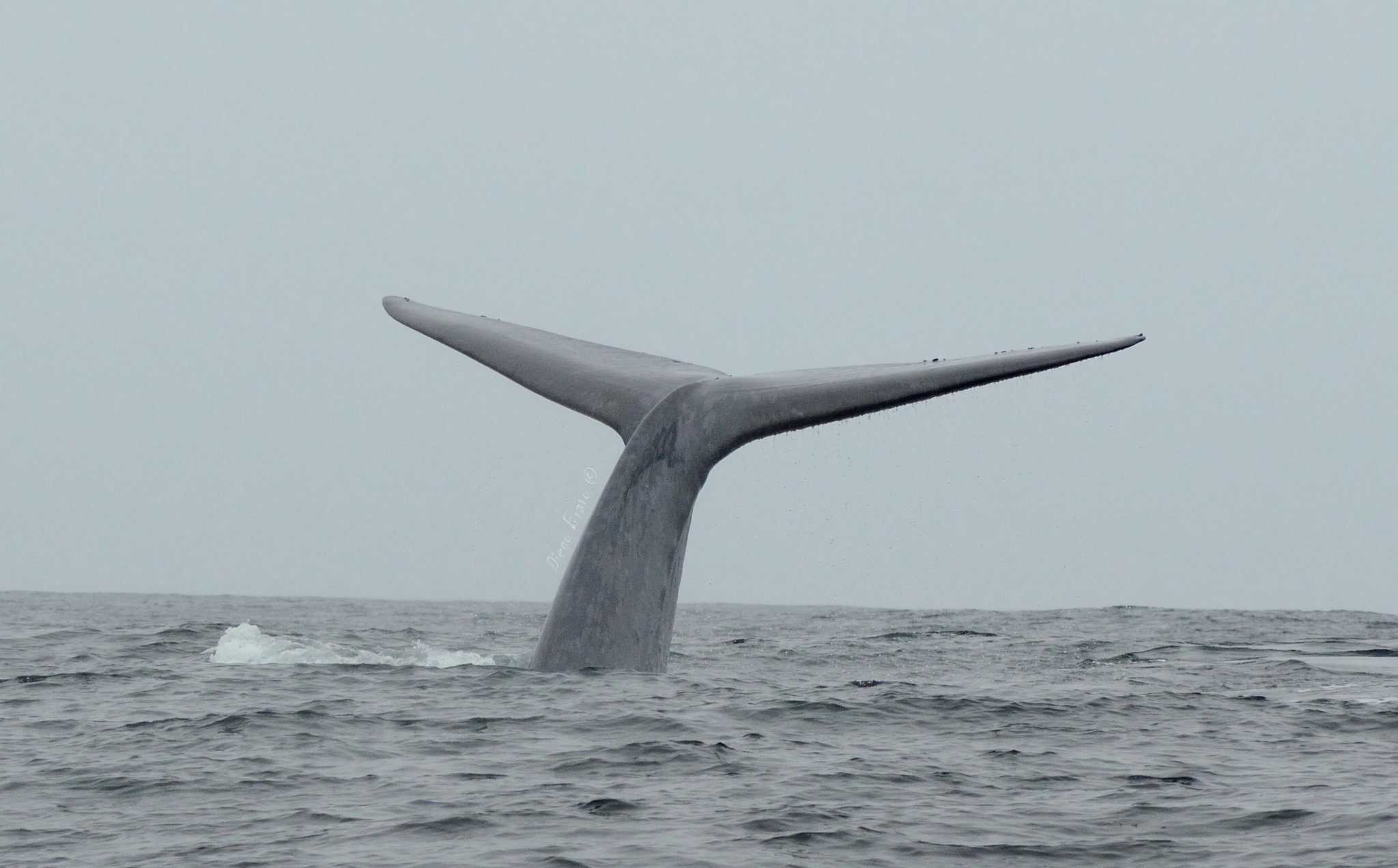 10 Longest Animals in the Ocean Pet Ark