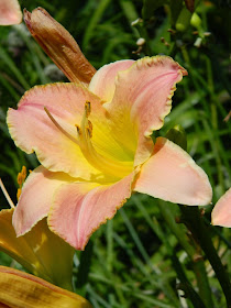 Country Melody Hemerocallis daylily by garden muses-not another Toronto gardening blog
