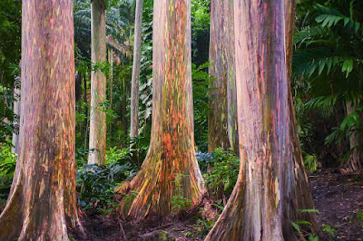 Rainbow Eucalyptus