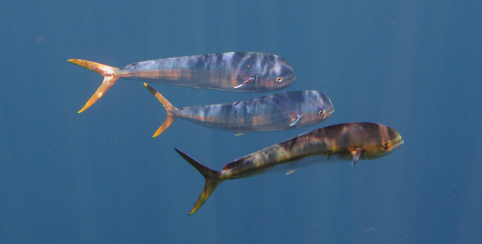 Capturing the Moment Mahi Mahi Underwater Photo