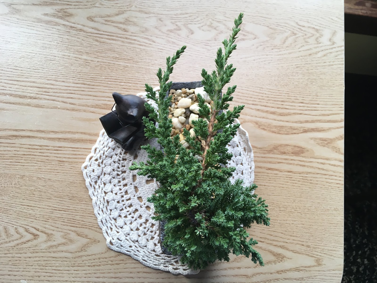 It&rsquo;s all about the cats!: Bonsai tree!