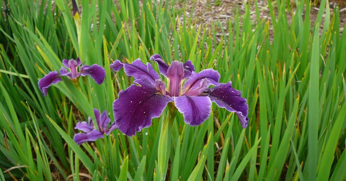 World of Irises Iris Bloom Season in NW Louisiana on Historic Caddo Lake
