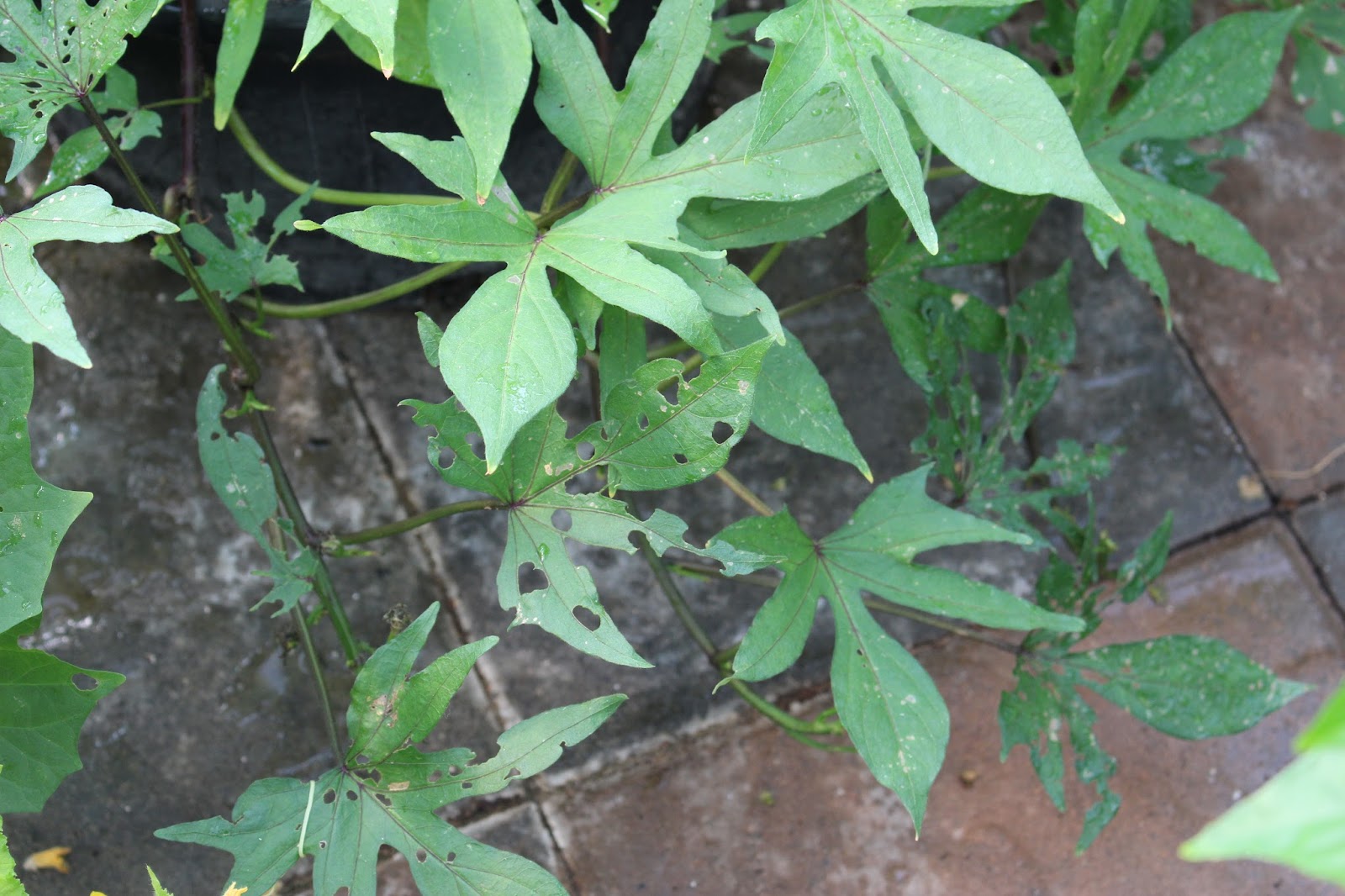 August Greenhouse Ramblings