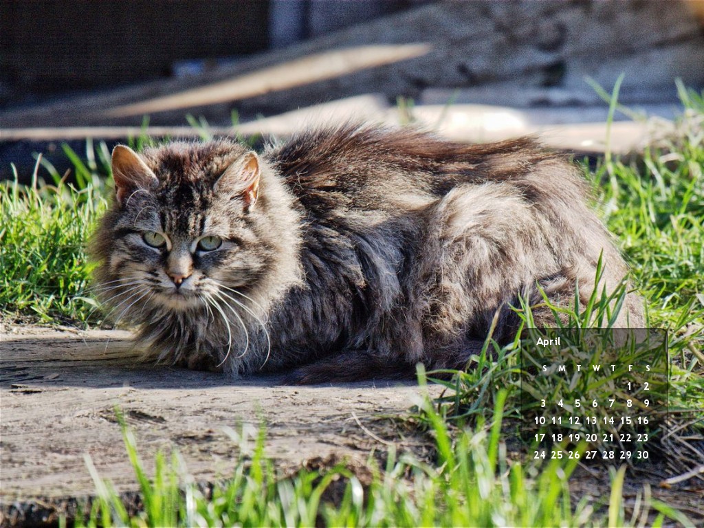 Desktop Calendar Our Maine Coon Shy Cat