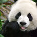 What is Google Panda?