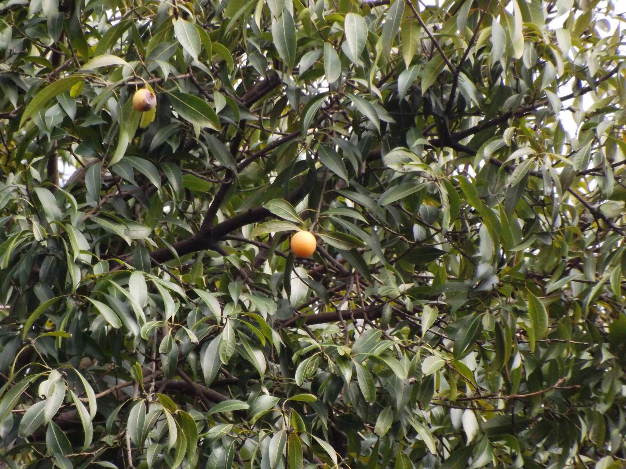 Maila aam or Burmese Plum, Bouea oppositifolia