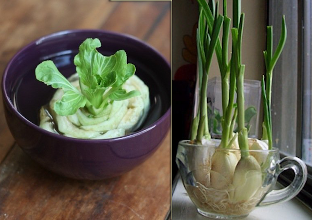 Sssst, Bunda Bisa Tanam Sendiri 6 Sayuran ini dari Bahan Sisa Masak di Dapur