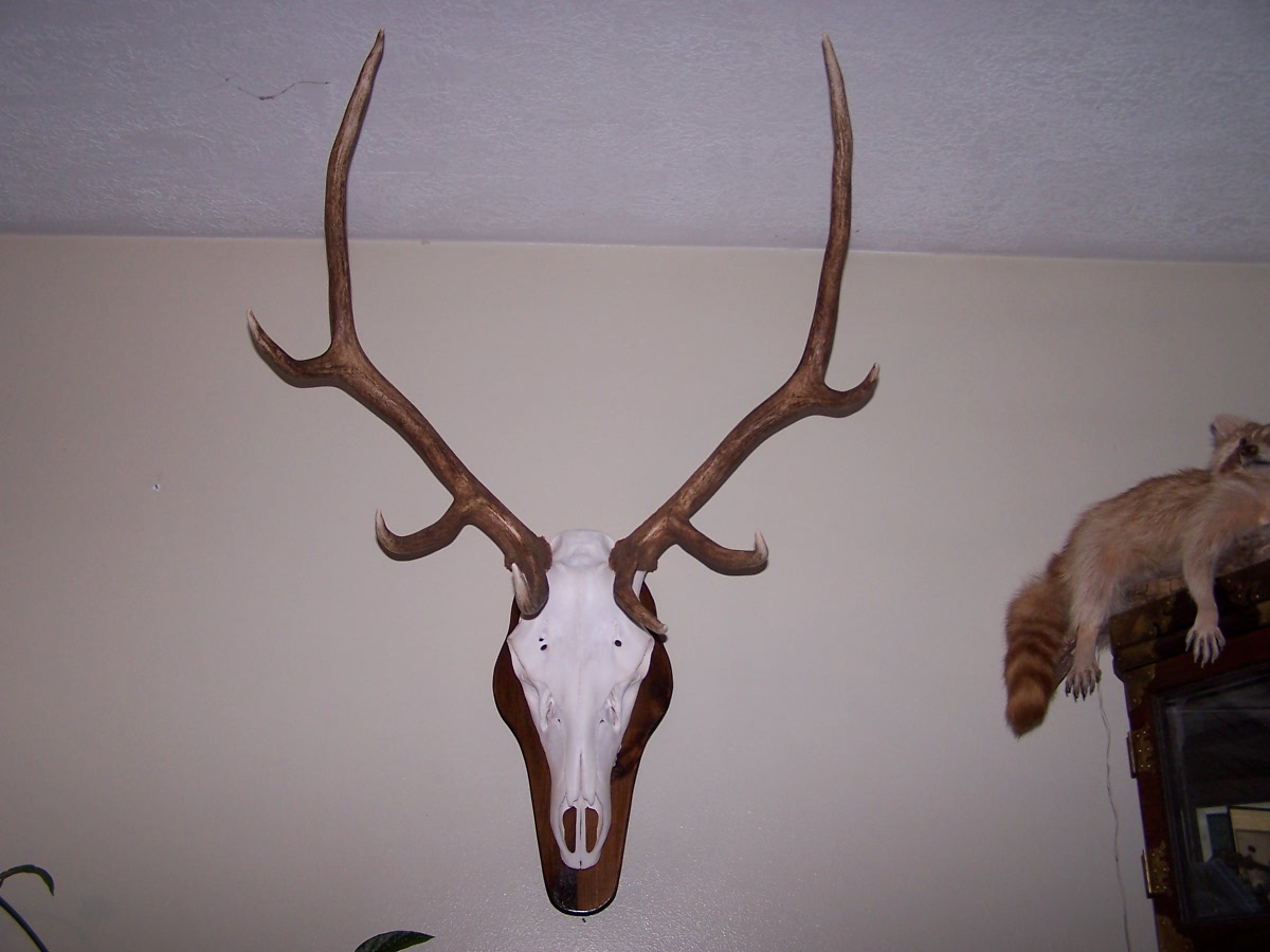 True to Life Taxidermy European Elk Mount
