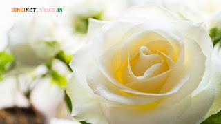 White Rose for rose day