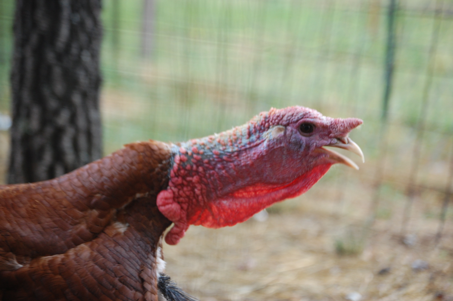 Picture This! Chicken, Turkey and Duck Pictures