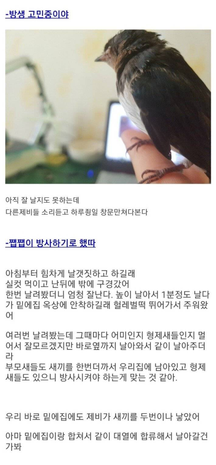 새끼 제비 주운 디씨인 - 짤티비