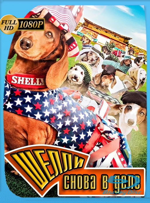 Wiener Dog Internationals (2017) WEB-DL 1080p Latino [GoogleDrive] [tomyly]