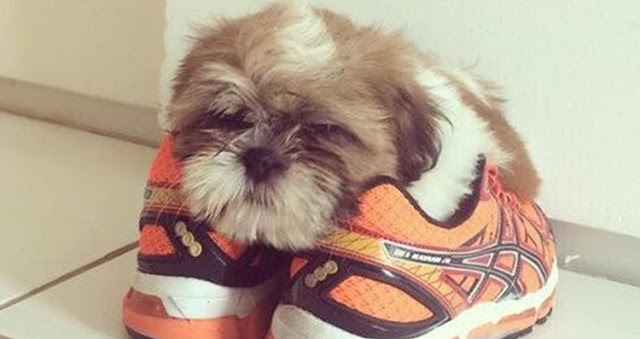 6 Sinais que você está sendo um péssimo Dono para o seu Shih Tzu