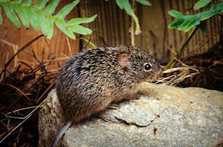 Pamuk faresi Sigmodon hispidus bir hantavirüs taşıyıcısıdır ve kırsal bölgelerde ve şehirlerde insanlar için bir tehlike teşkil ederler.