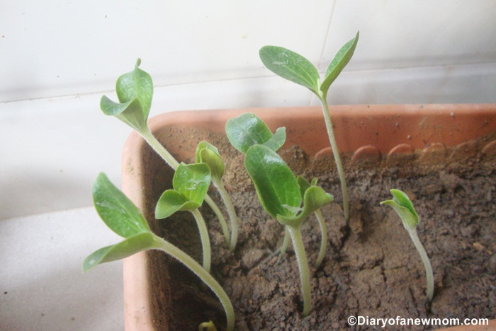 Our pumpkin plants