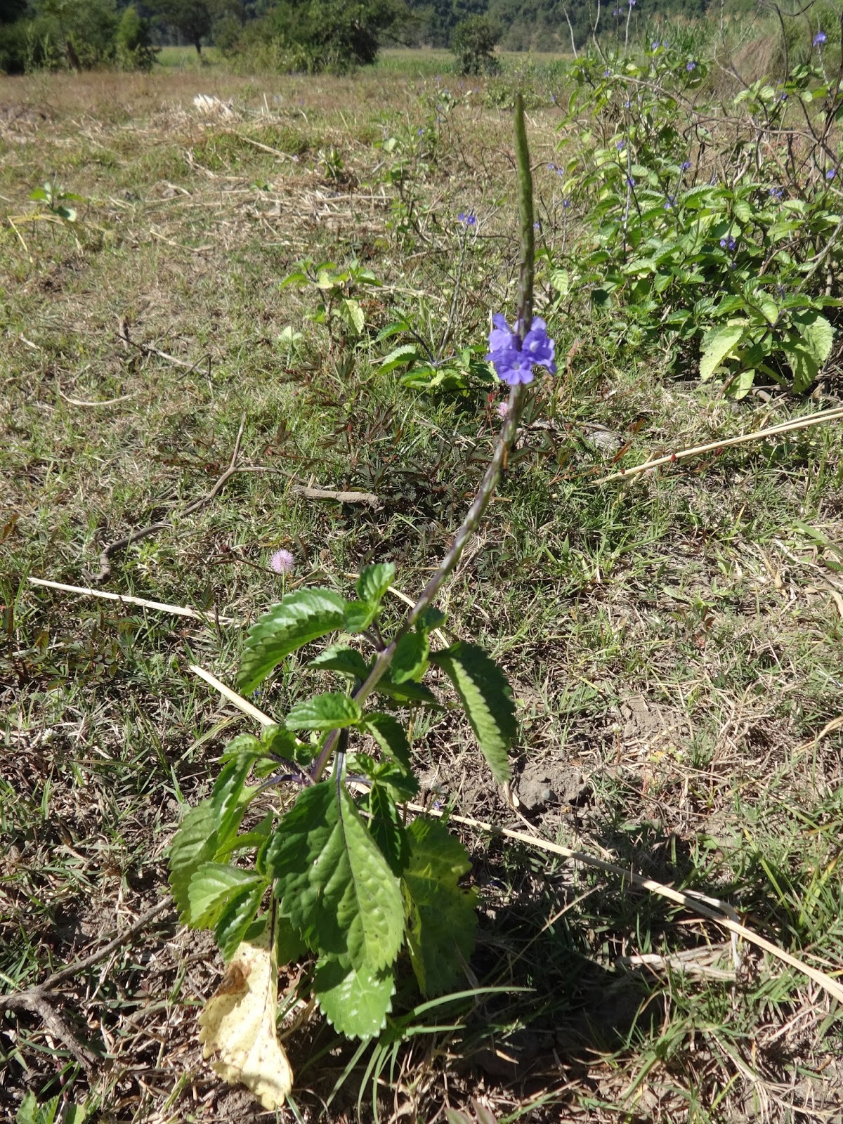 Herbs from Distant Lands: Stachytarpheta cayennensis / jamaicensis ...