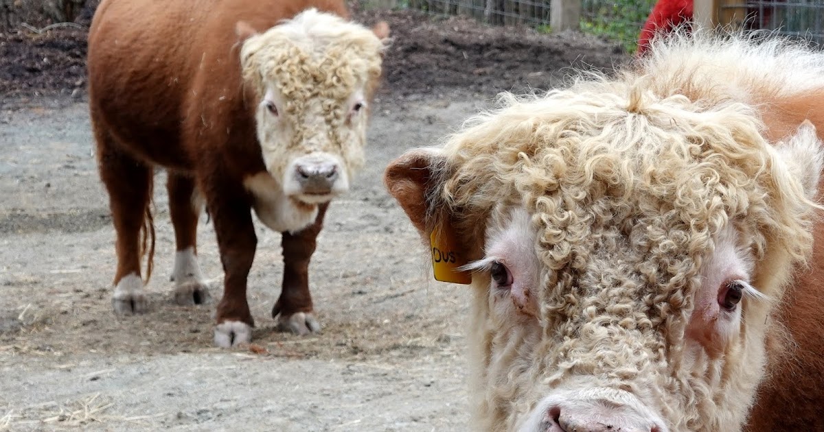 Tofu Photography Dwarf cows in a zoo at Durham, North Carolina, USA