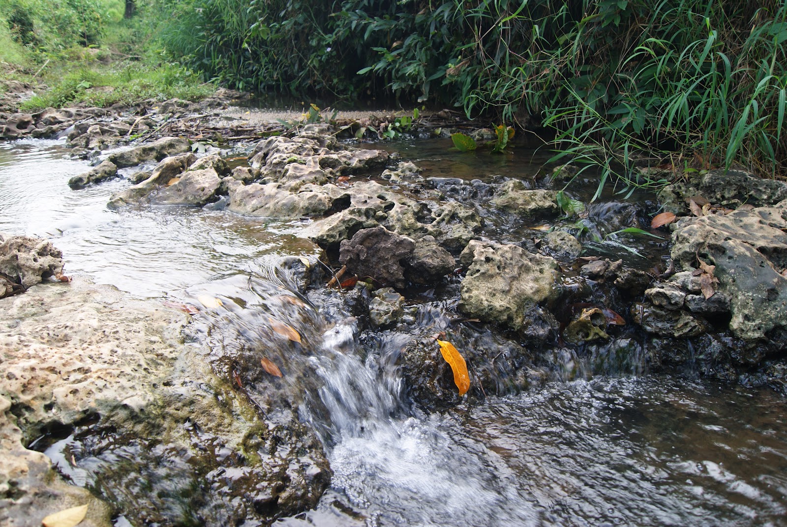 Wana Wisata Dander ~ Wana Wisata Perum Perhutani