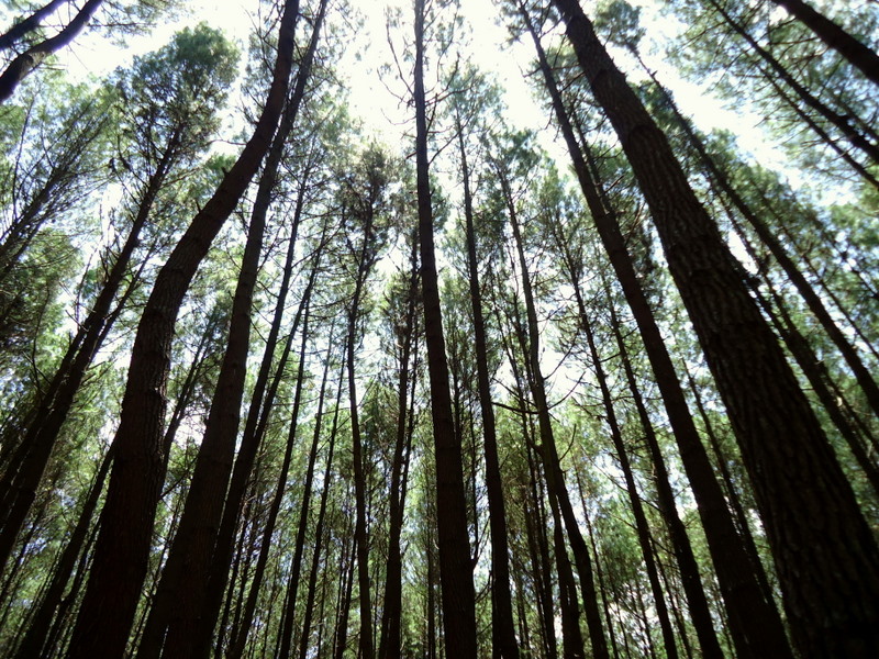 7 Tempat Menarik di Sekitar Hutan Pinus Mangunan - Yuk Piknik