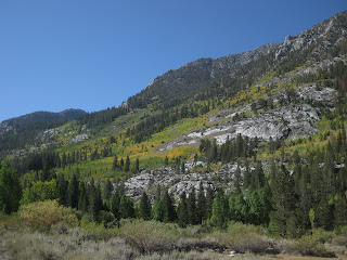 Pines and golden aspens on rocky slopes near South Lake, Eastern Sierras, California