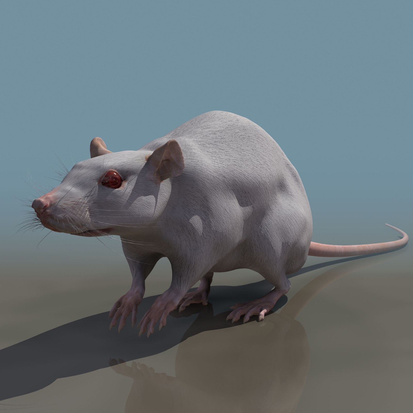 Мыши д. Крыса референс. Мышь 3d модель. Животные крысы. Крыса модель.