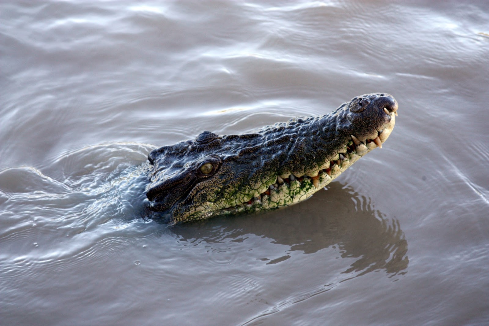 Be Thou Exalted Jumping Crocodile Cruise on the Adelaide River Queen