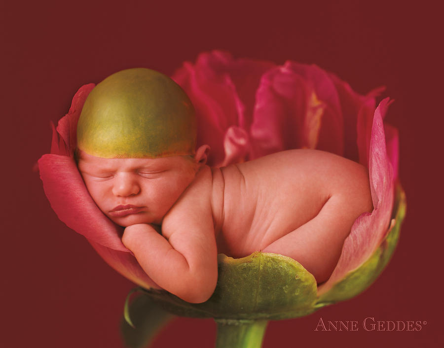 SCARICA ANNE GEDDES IMMAGINI DA