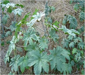 Ricinus communis Linn