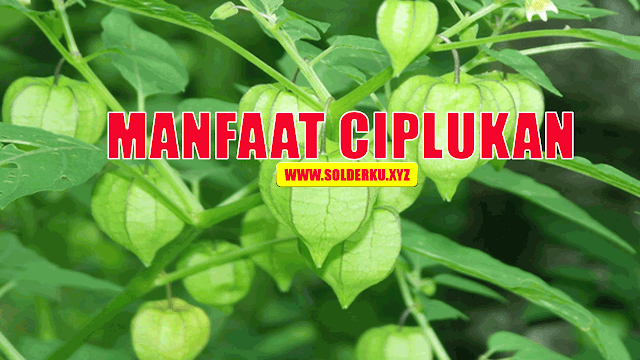 Manfaat Ciplukan