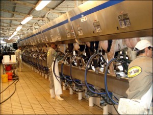 Governo publica novas regras para produção leite visando a aumentar a qualidade