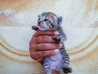 Holding Black Stripe Pretty Chubby Kitten In The House North Bali Indonesia