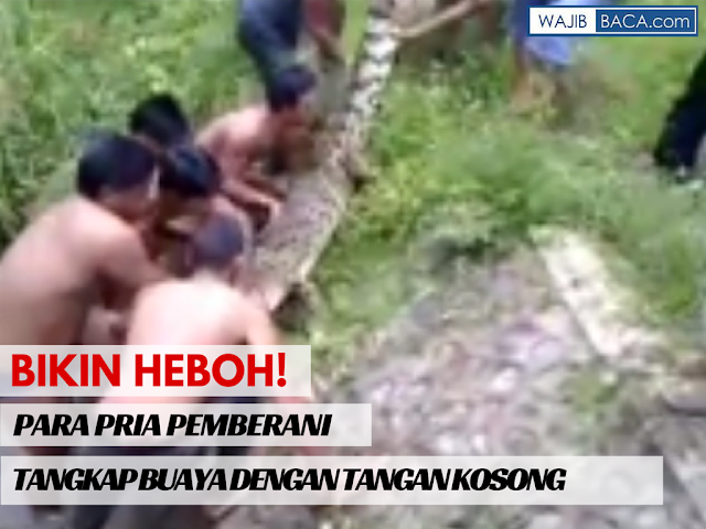 Video : Aksi Penangkapan Buaya Liar oleh Sekelompok Pria Pemberani Hanya dengan Tangan Kosong Video : Aksi Penangkapan Buaya Liar oleh Sekelompok Pria Pemberani Hanya dengan Tangan Kosong