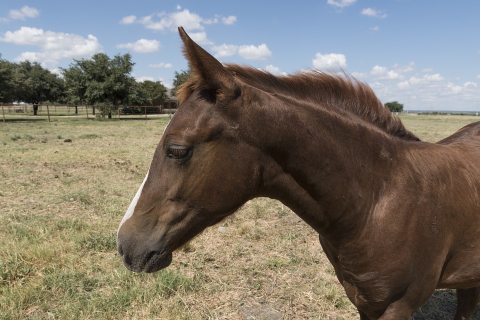 Quarter Horse, L'ةlevage, Des Animaux, Ranch, Pâturages