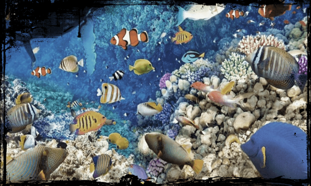 Kode Alam Mimpi Ikan Salmon Akurat Dan Jitu