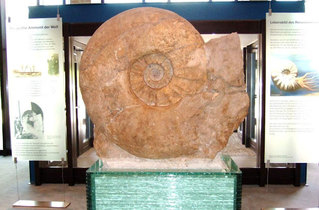 The Largest Ammonite Ever Found