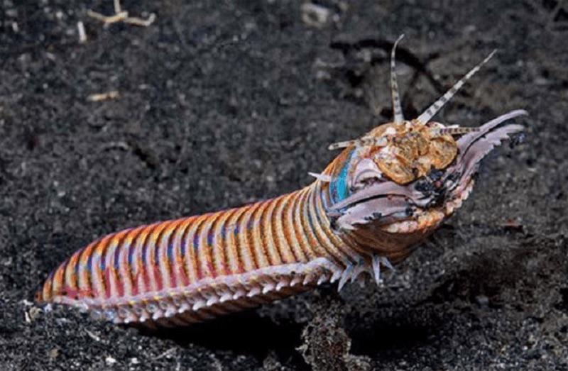 Bobbit worm venom, the sand striker, (Eunice aphroditois)