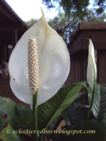 Eclectic Red Barn: Peace Lily Flower