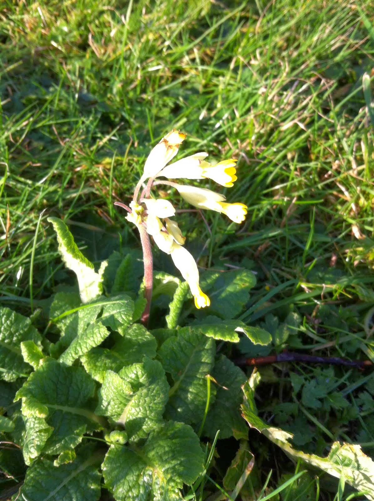 cowslip