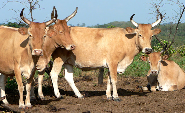 Exemplares da raça bovina N'Dama originária do Senegal