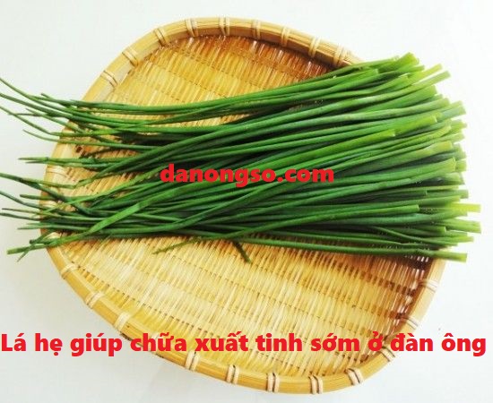 Lá hẹ chữa xuất tinh sớm cho đàn ông Lá hẹ chữa xuất tinh sớm cho đàn ông