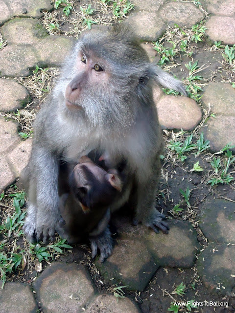 Monkeys at Alas Kedaton Bali Indonesia 2